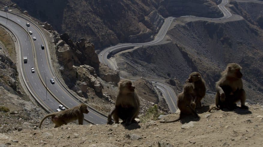 معالجة 103 بؤر لقرود "البابون" بمنطقة عسير