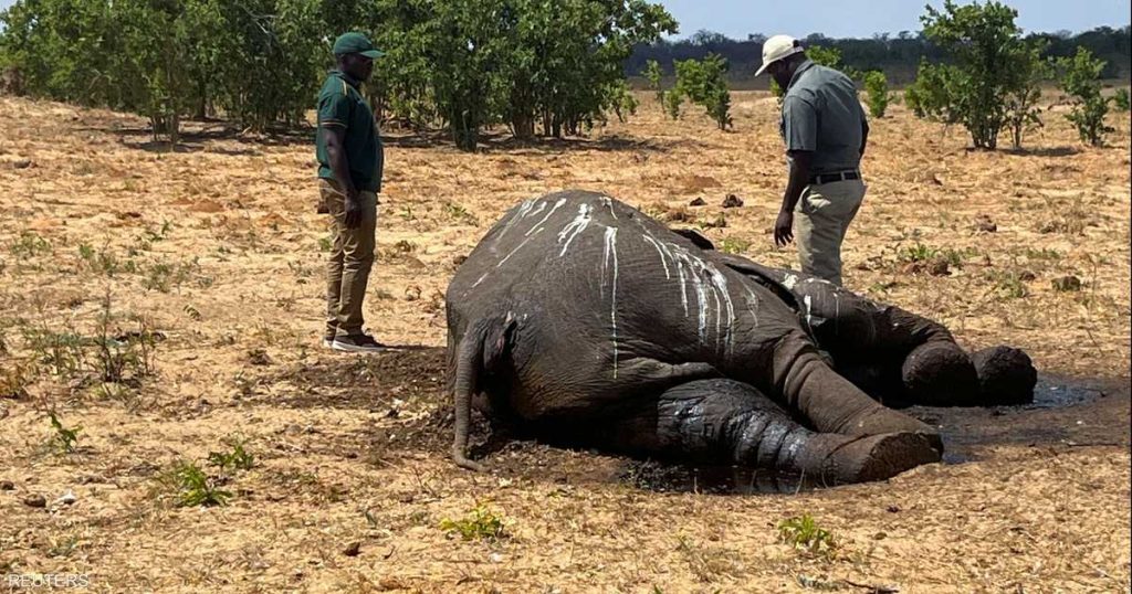 الجفاف يقتل عشرات الأفيال في زيمبابوي