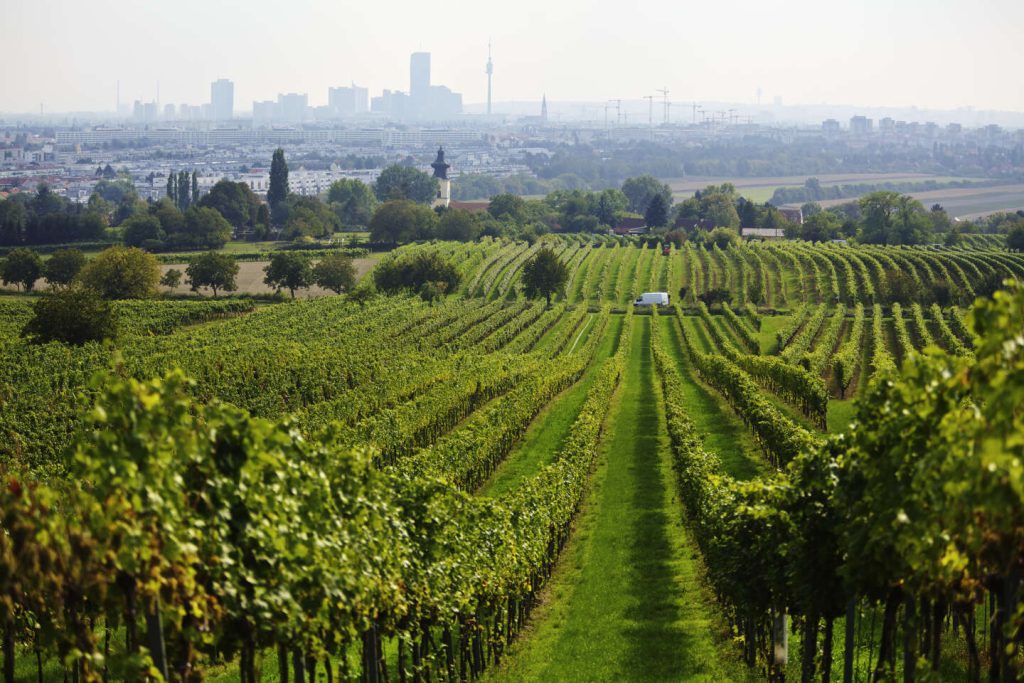 في مزارع الكروم في فيينا، رقصة الفالس من أصناف العنب