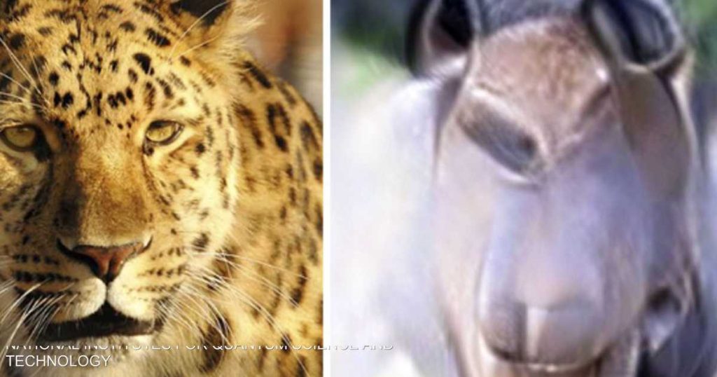 علماء يابانيون ينتجون أول صورة ذهنية في العالم