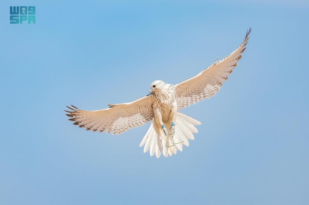 انطلاق مسابقة المزاين بمهرجان الملك عبدالعزيز للصقور بجوائز قيمتها 4.8 ملايين ريال