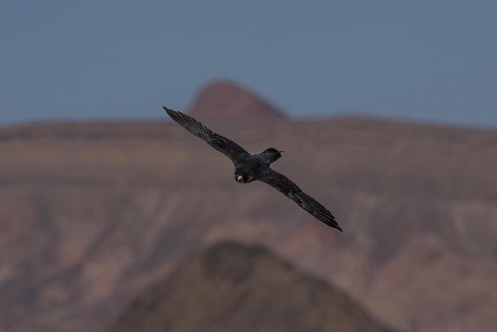بشراكة بين نادي الصقور السعودي و«ملكية العلا».. انطلاق منافسات كأس العلا للصقور