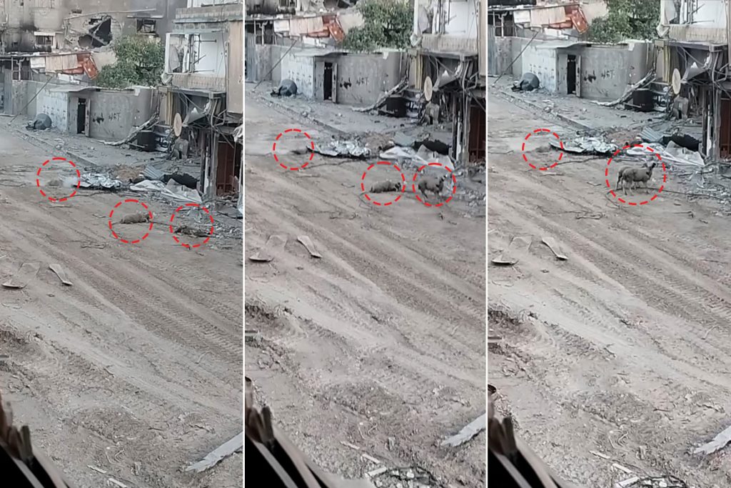 “حتى البهائم لم تسلم من إجرامهم”.. تعليقات على قنص الاحتلال خرافا بخان يونس