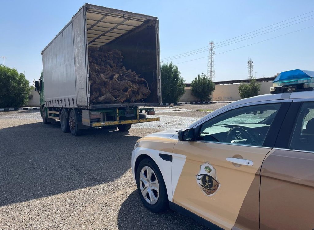 ضبط مخالف لنظام البيئة لقطعه الأشجار دون ترخيص في تبوك