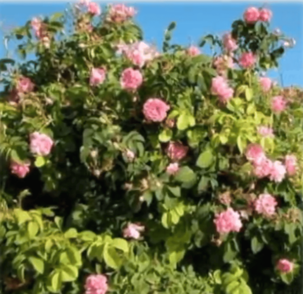 الإرشاد الزراعي: موسم قطاف الورد من 35 إلى 45 يوما