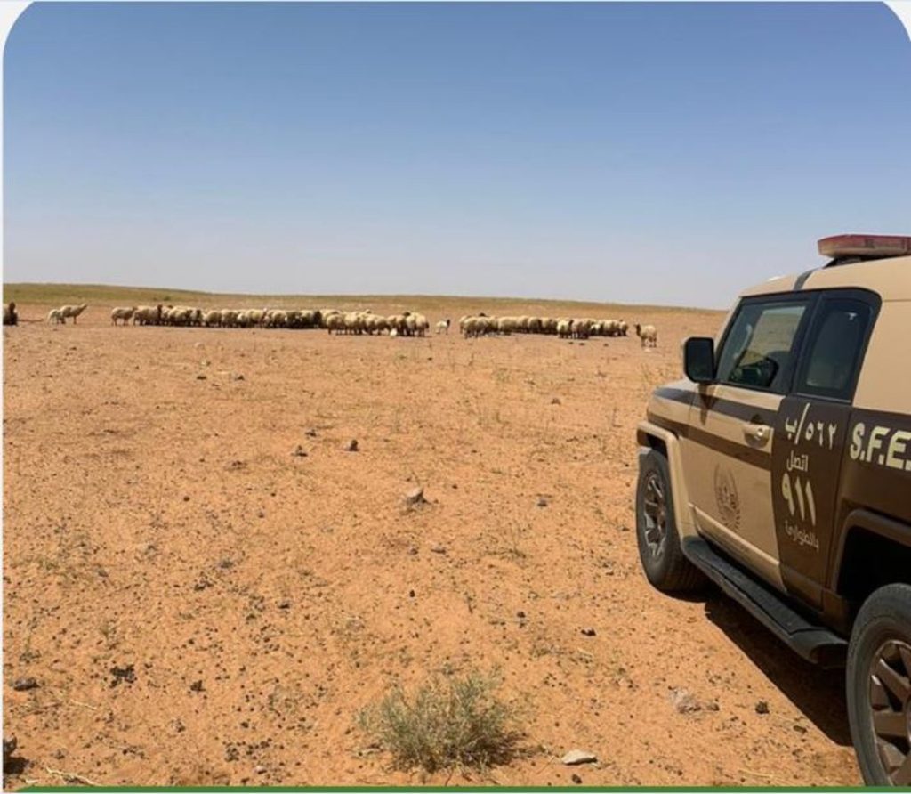 ضبط مخالف لنظام البيئة لارتكابه مخالفة رعي بمحمية الملك عبدالعزيز الملكية