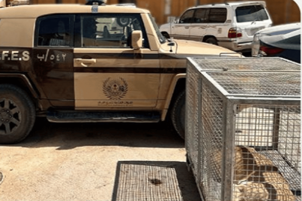 ضبط مخالف لنظام البيئة لاقتنائه كائنًا فطريًا مهددًا بالانقراض في الرياض