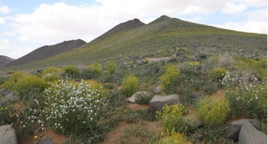 ضمن فعاليات أسبوع البيئة.. «سلمان الملكية» تغرس 3000 شجرة بمشاركة المتطوعين