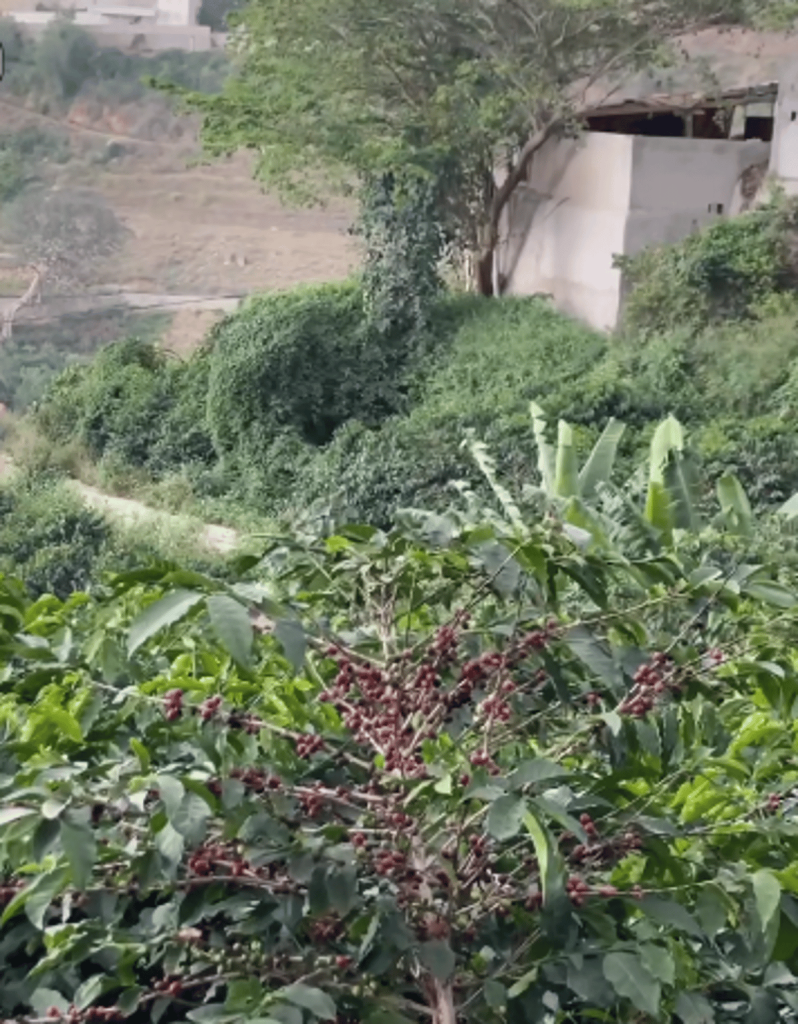 مزارعو جبل منجد بمحافظة هروب يتجهون لزيادة رقعة مزارع البن