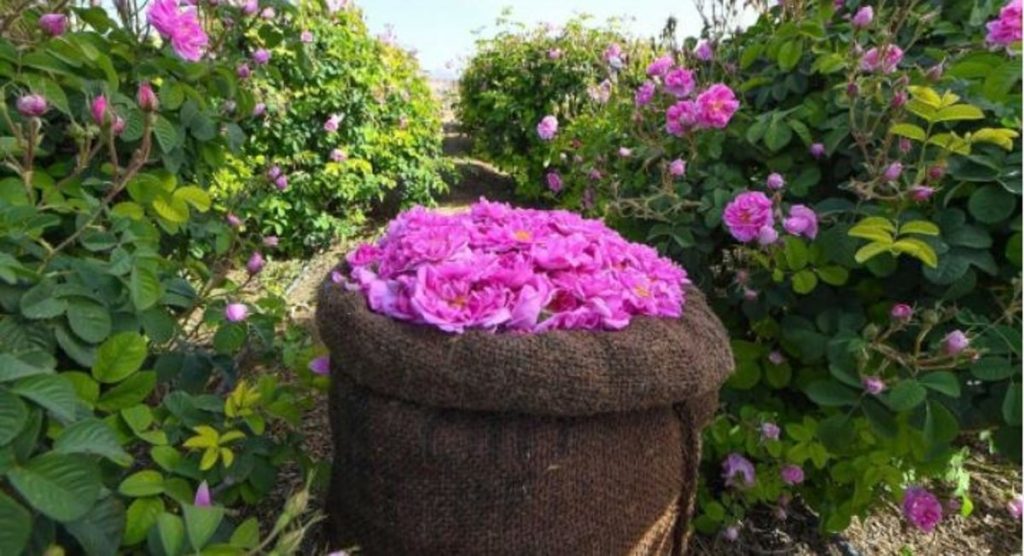 «ريف السعودية»: قطاع الورد يستهدف إنتاج ملياري وردة بحلول 2026