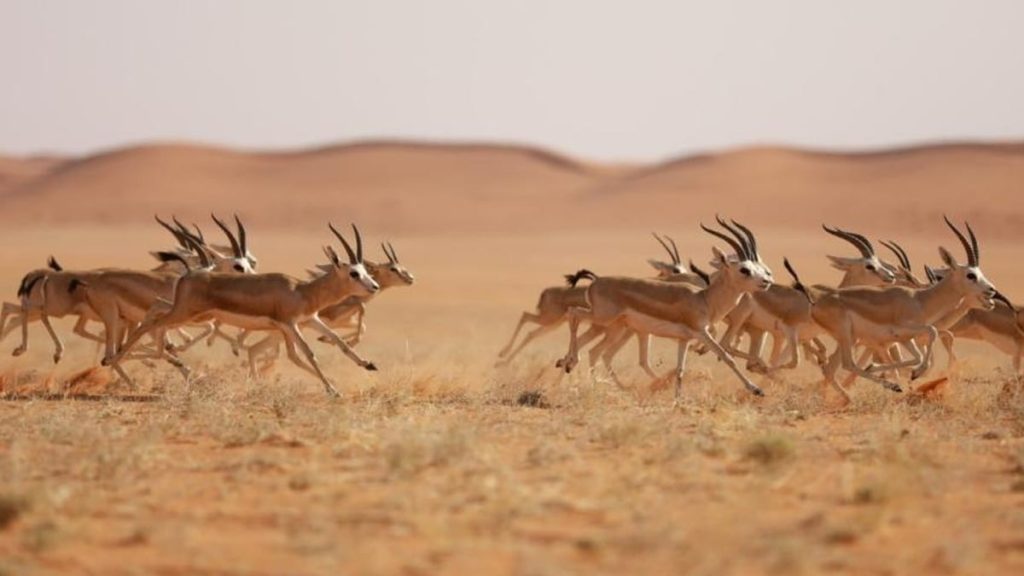 جهود متنوعة لرفع مستوى التنوع الأحيائي في محمية الملك عبد العزيز الملكية