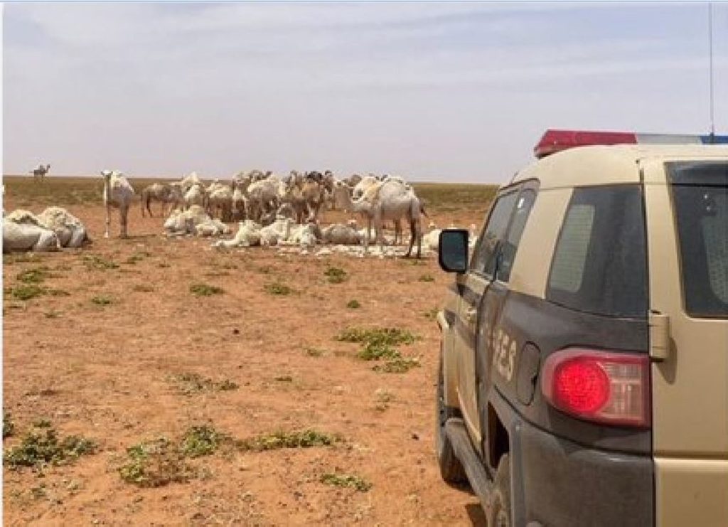 ضبط مقيم سوداني لارتكابه مخالفة رعي في محمية الملك سلمان الملكية
