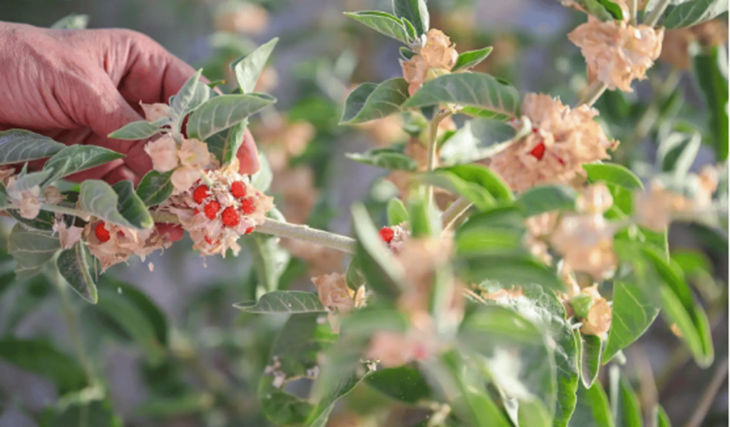 "نبات العبب" يعود للظهور في الحدود الشمالية بعد انقطاع 20 عامًا