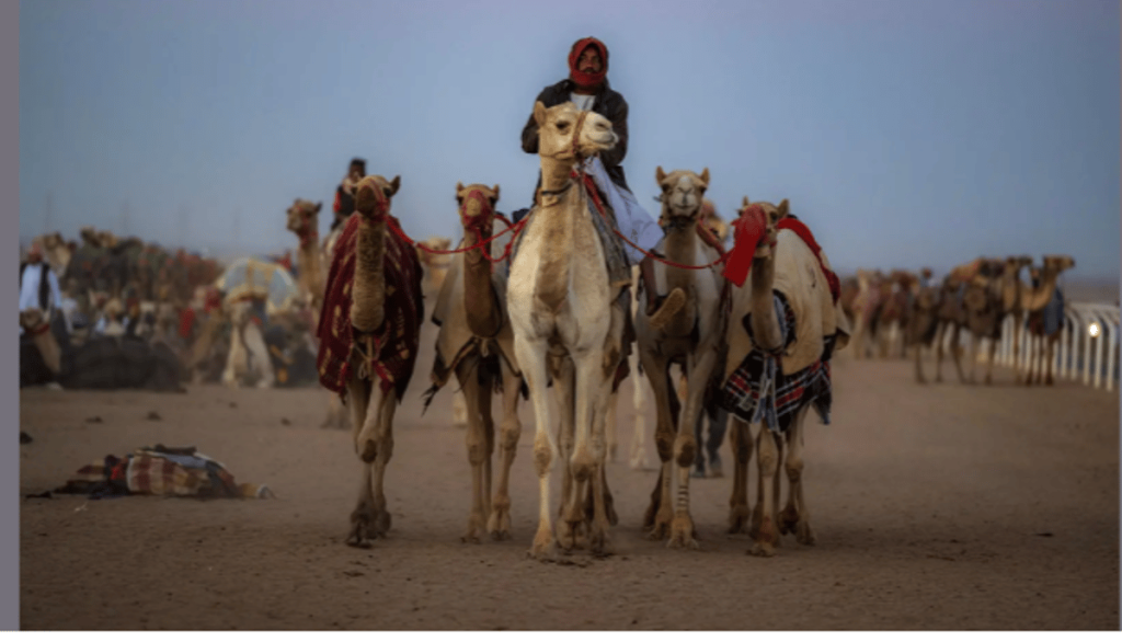 في يومها العالمي.. الإبل بمنطقة تبوك رمز للأصالة وأيقونة للتراث