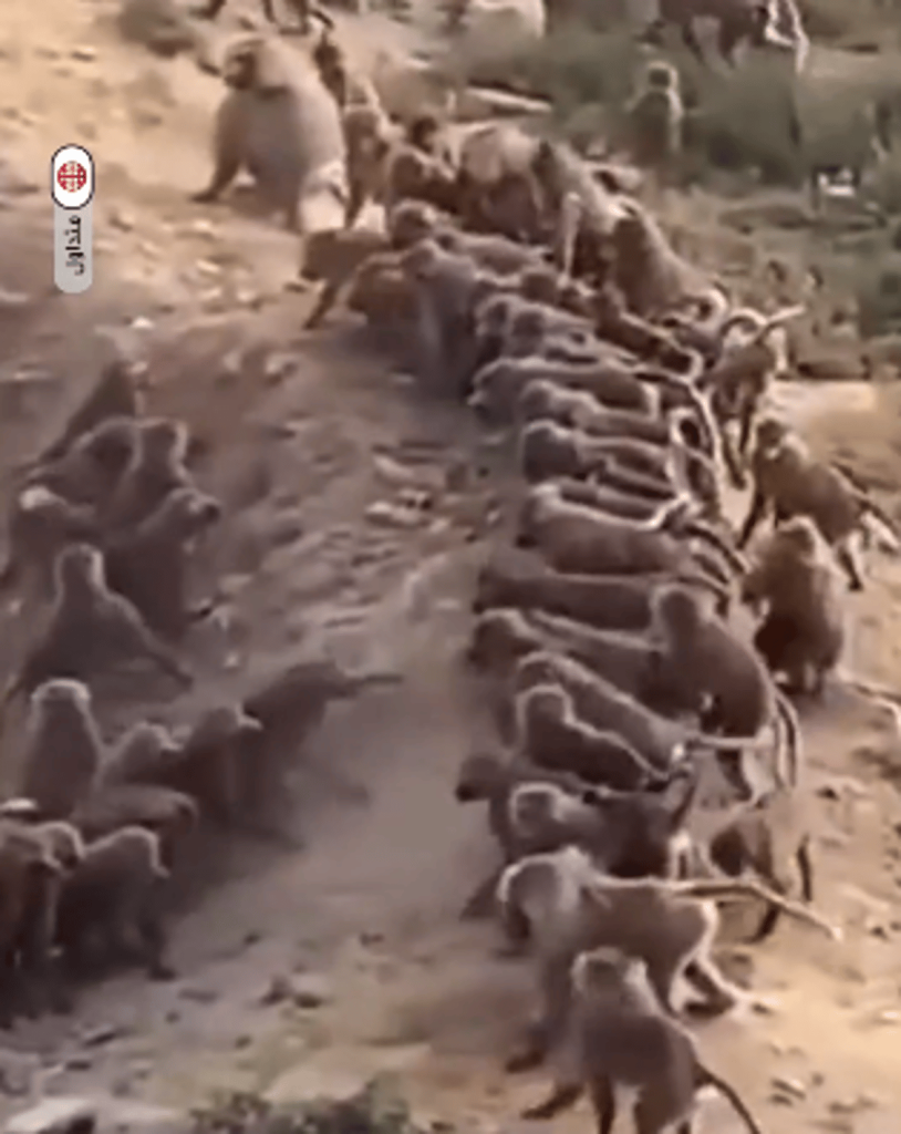 بالفيديو.. معركة بين قطيع من قردة البابون في النماص