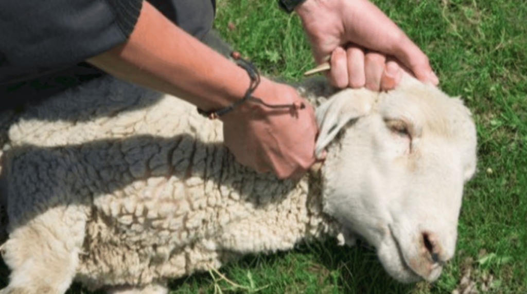 إطلاق خدمة الحجز الإلكتروني لذبح الأضاحي في المسالخ بجميع مناطق المملكة