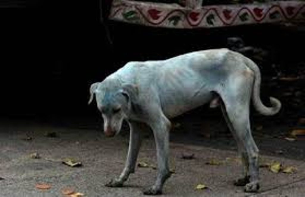 أخصائية: تعنيف وإيذاء الحيوانات قد يتطور لقتل البشر