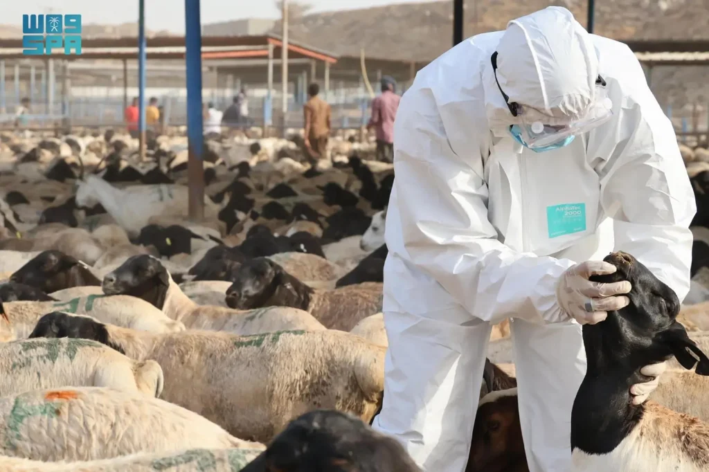 “وقاء” يفحص قرابة 400 ألف رأس من المواشي قبل دخولها العاصمة المقدسة