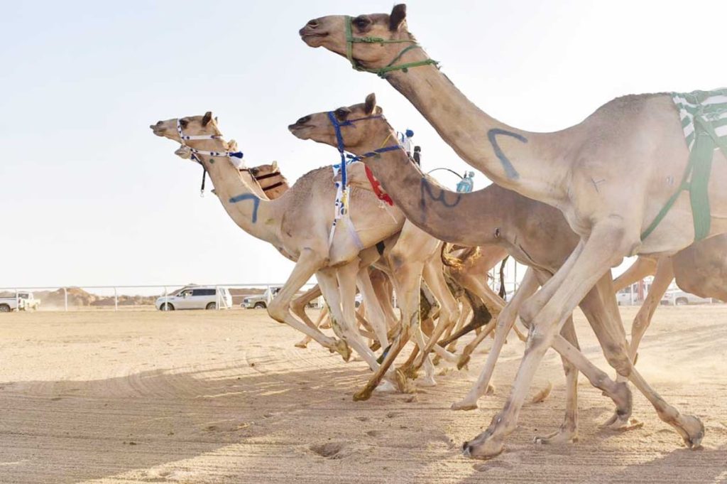 "الرخامية" تكسب التوقيت الأفضل في افتتاح منافسات "الحقايق" بمهرجان ولي العهد للهجن