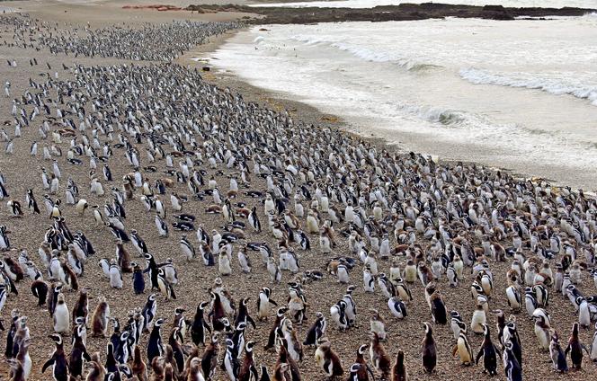 طيور البطريق ماجلان، في محمية باتاغونيا الطبيعية في بونتا تومبو، الأرجنتين، في فبراير 2017.