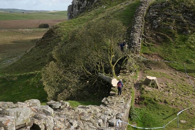 شجرة Gap Sycamore ، بعد إطلاق النار عليها ، بالقرب من مدينة Hexham (إنجلترا) ، 29 سبتمبر 2023.
