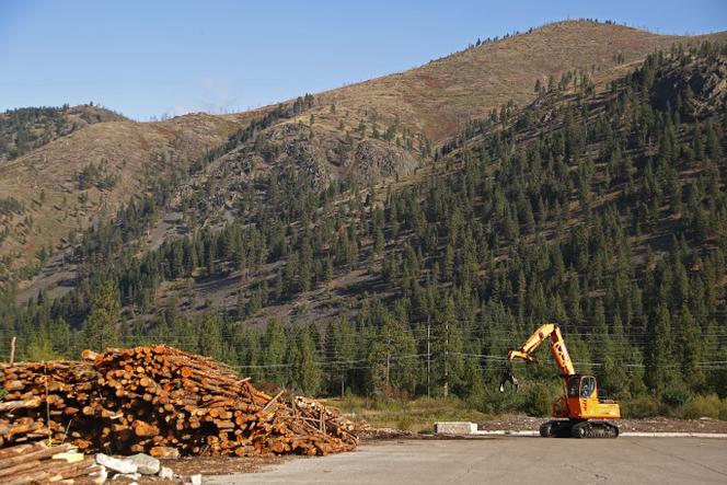 Batterys of Cut Wood جاهزة لتحويلها ، في حديقة بونر الصناعية (مونتانا ، الولايات المتحدة) ، في 20 سبتمبر 2019.