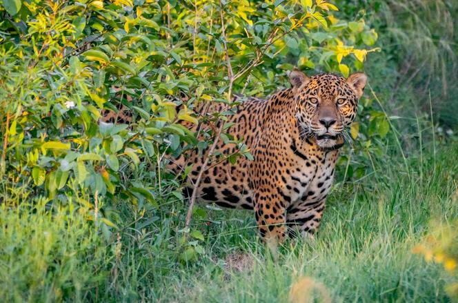 Jaguar Jatobazinho ، في صورة التقطتها مؤسسة Arwilding Argentina بعد صدورها ، في حديقة Ibera الوطنية (الأرجنتين) ، في 31 ديسمبر 2021.