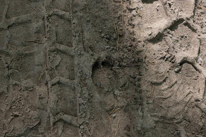 بصمة حافر الغزلان بين آثار مركبة عسكرية ثقيلة ، على طريق في غابة Bialowieza ، بولندا ، 18 سبتمبر 2025.
