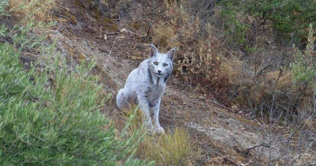 ظهور نادر لـ”الشبح الأبيض”.. كيف تحول إلى اللون الفريد؟