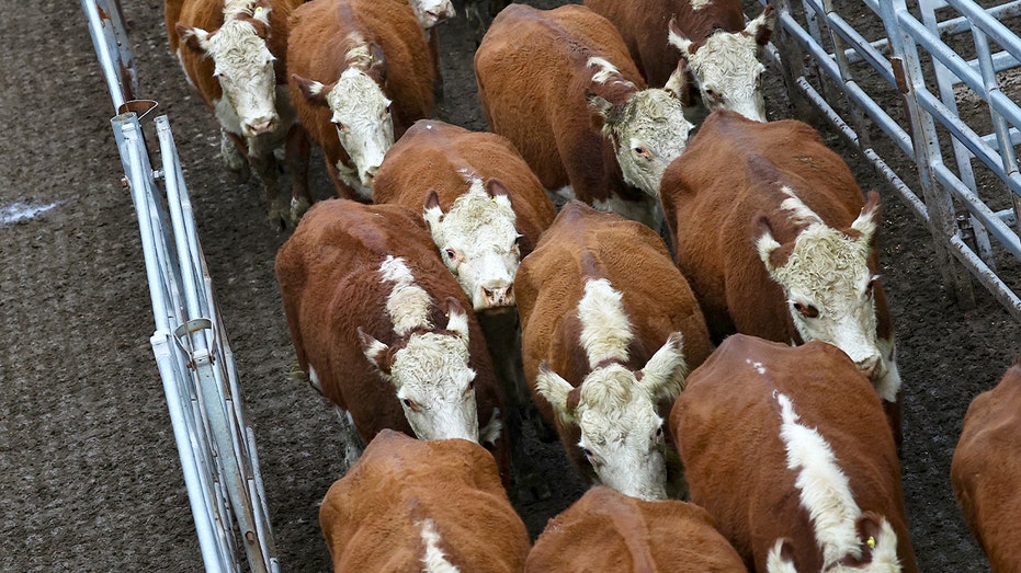 الأبقار في الأرجنتين