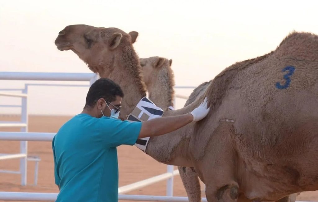 "وقاء" ينفّذ المسح الوبائي النشط للأمراض الحيوانية في المجترّات والإبل والخيل