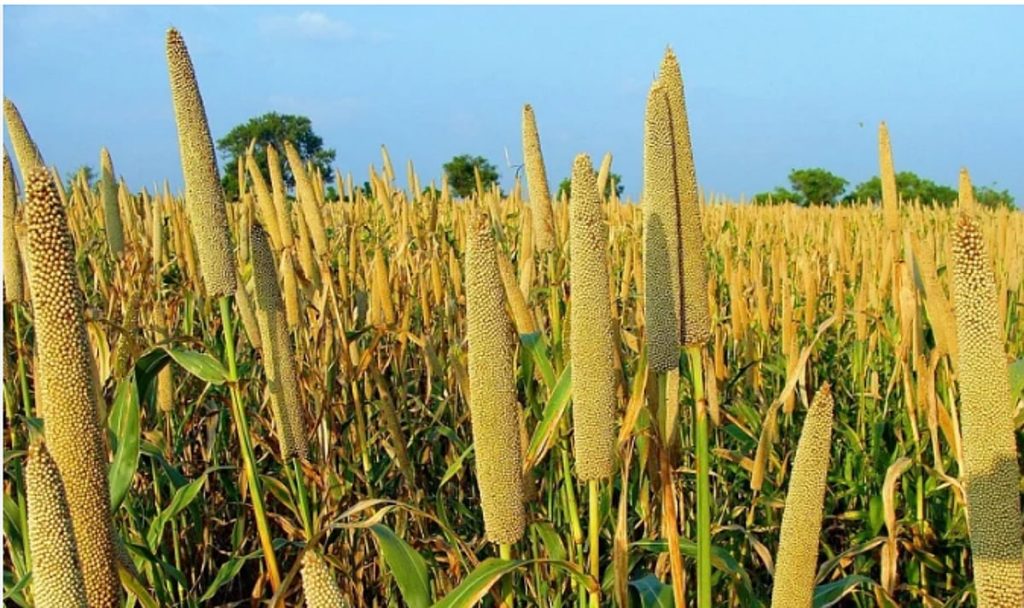 اليوم.. انطلاق فعاليات "مهرجان الدُّخن" بمحافظة المهد
