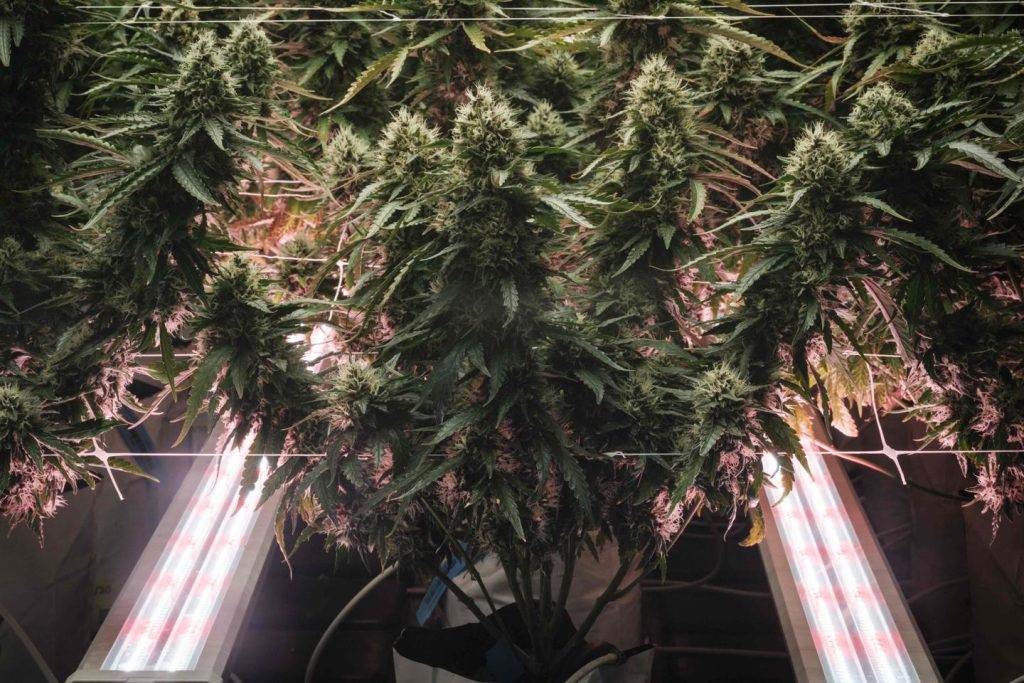 يصنف دونالد ترامب الماريجوانا على أنها مخدرات أقل خطورة لكنه يرفض إلغاء تجريمها الفيدرالي