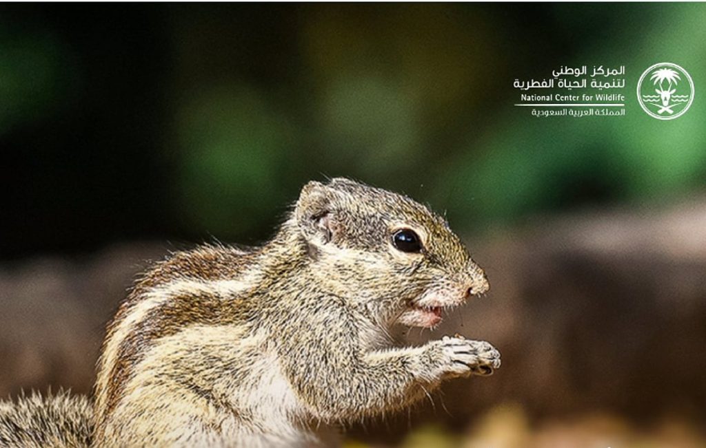 المركز الوطني للحياة الفطرية يسيطر على انتشار سنجاب النخيل الشمالي الغازي في جدة