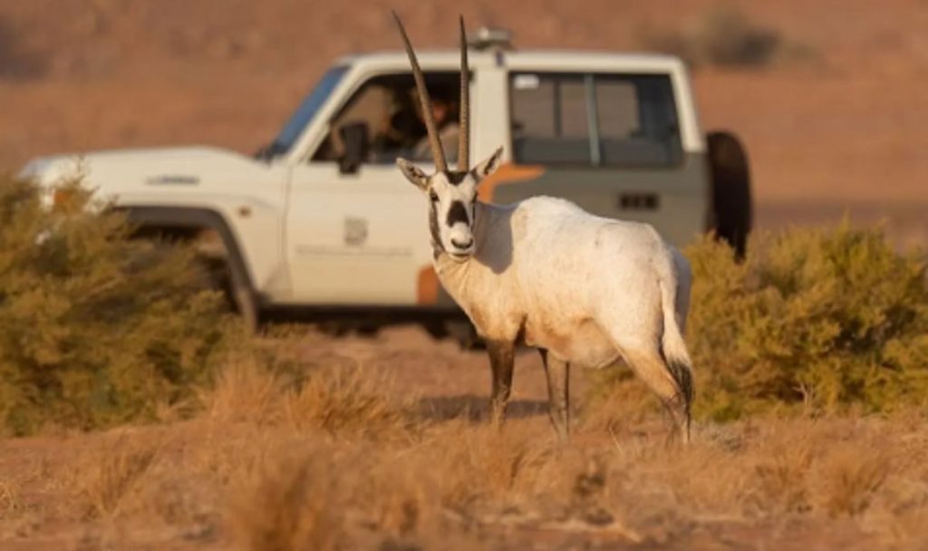 “المها العربي” يثري الحياة الفطرية في محمية الملك سلمان بن عبدالعزيز الملكية