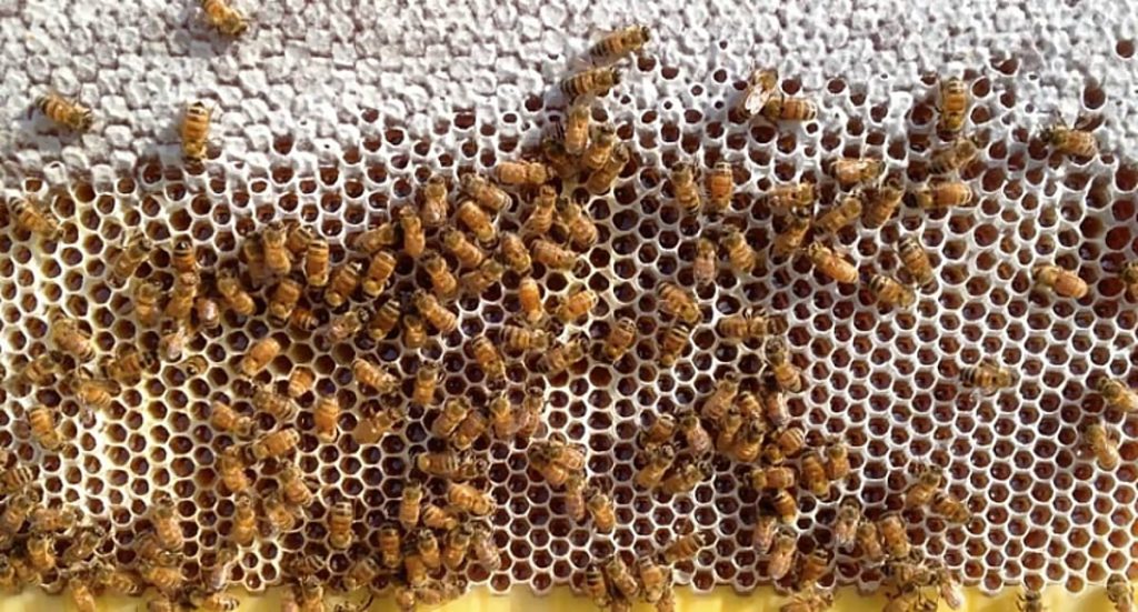 «الإرشاد الزراعي» ينصح مربي النحل بمراقبة الخلايا بقرب حلول الشتاء