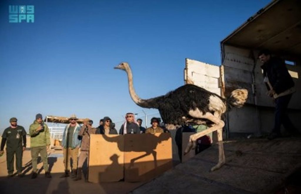 مركز الحياة الفطرية يطلق 35 كائنًا فطريًّا بمحمية الأمير محمد بن سلمان الملكية