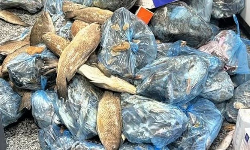 ضبط 594 كيلوجرامًا من الأسماك الفاسدة بمنطقة عسير