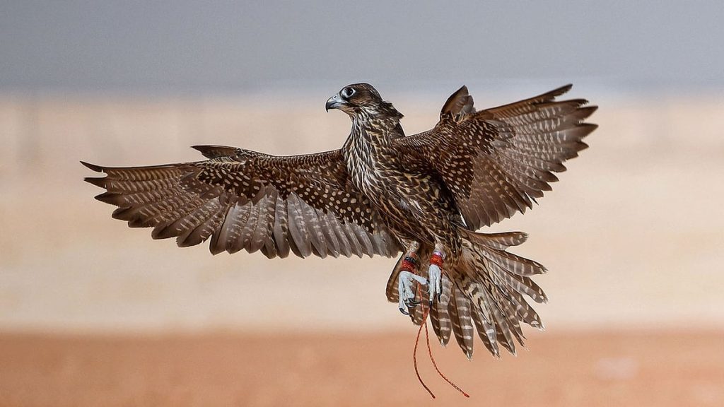 مهرجان الملك عبدالعزيز للصقور 2025 يضيف شوطًا للسيدات ويعزز حضور الفئات الجديدة