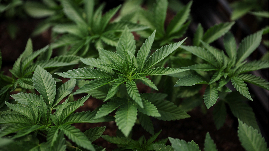 نباتات الماريجوانا