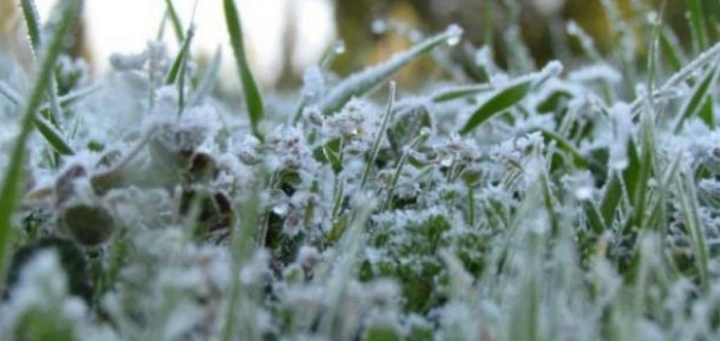 «الإرشاد الزراعي»: 5 إجراءات لتقليل آثار الصقيع على المحاصيل