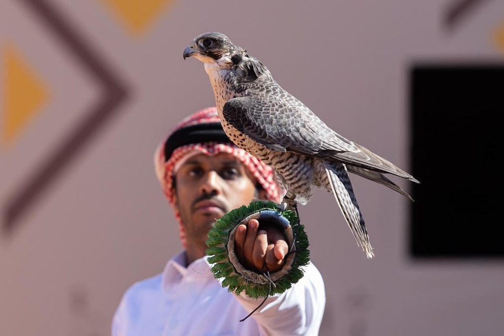 المحترفون المحليون يتنافسون على 12 كأسًا بمهرجان الملك عبدالعزيز للصقور 2025