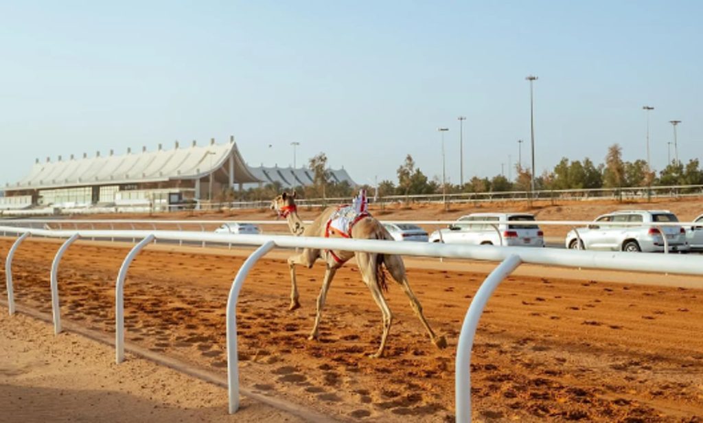 اليوم.. تتويج أبطال كؤوس مهرجان خادم الحرمين الشريفين للهجن لفئة «اللقايا»