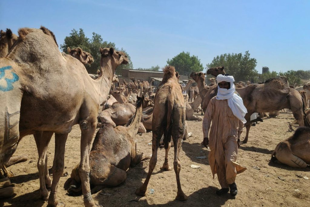 تريد تشاد كسب المزيد من المال من قطيعها الهائل من الجمال