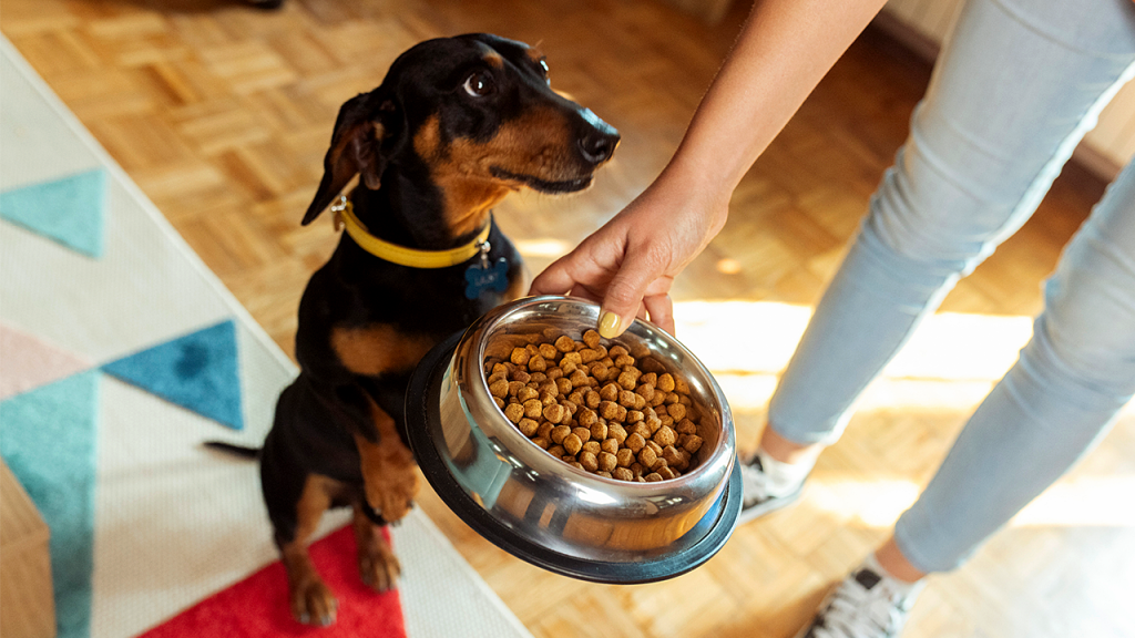 تقول إدارة الغذاء والدواء الأمريكية إن علاجات الكلاب تم سحبها بسبب مخاوف من تلوث السالمونيلا