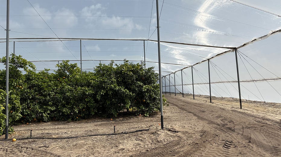 الحمضيات في جراب