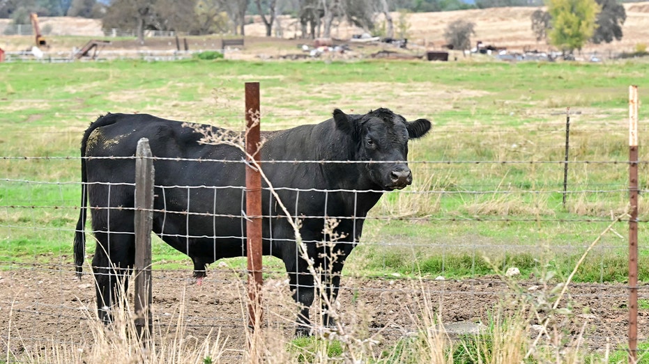 بقرة في الحقل