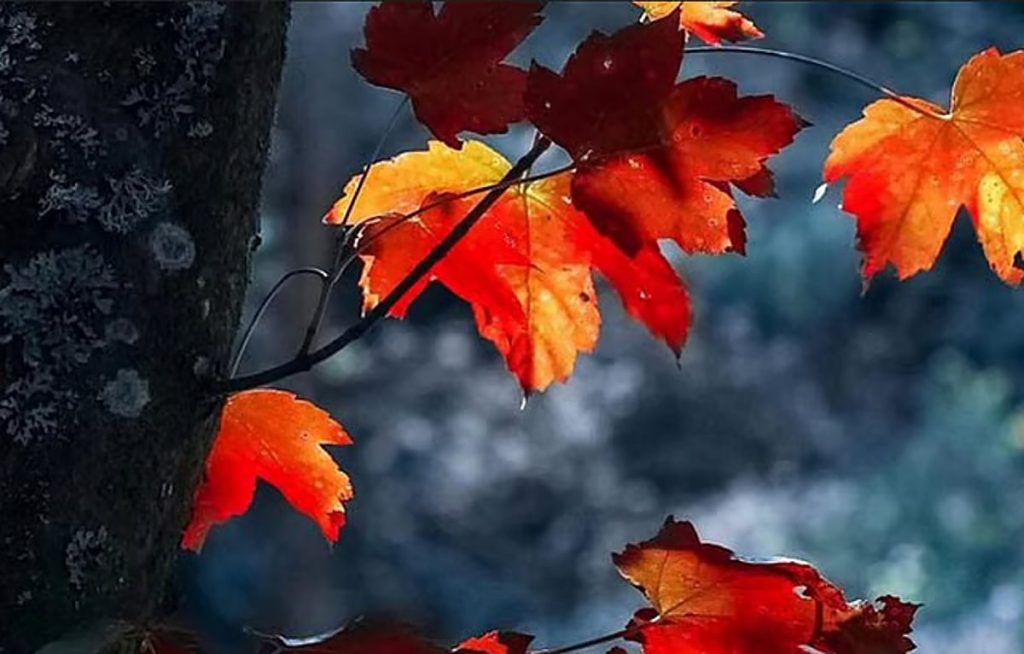 «فلكية جدة»: شهر أبريل لوحة فنية لملامح الربيع في النصف الشمالي من الكرة الأرضية