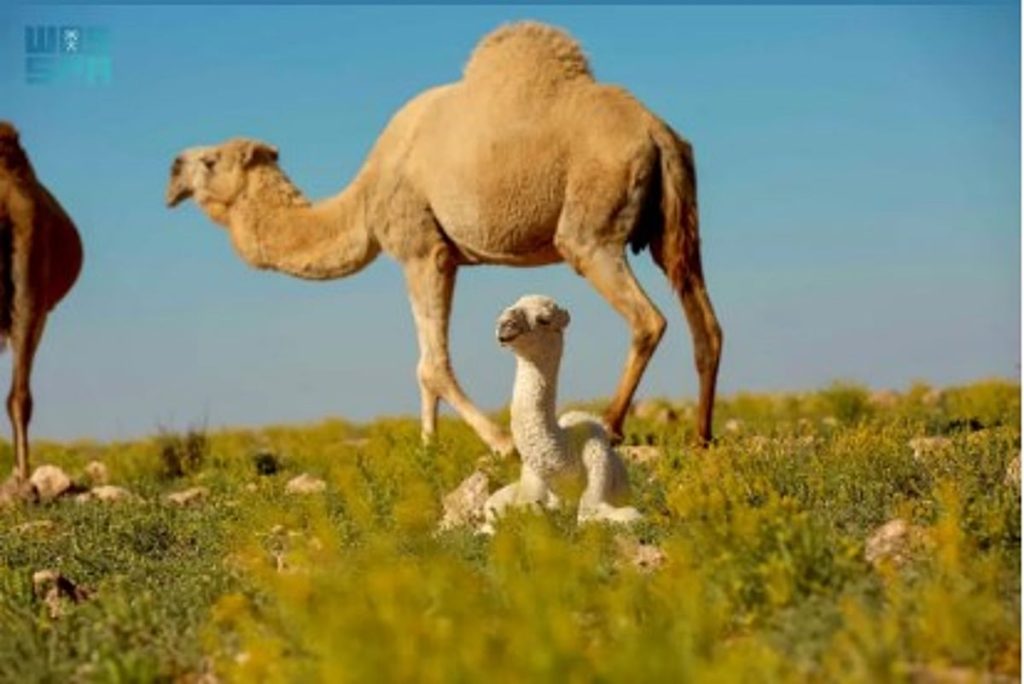 هيئة تطوير محمية الإمام تركي بن عبدالله الملكية توضح ضوابط الرعي المحدثة