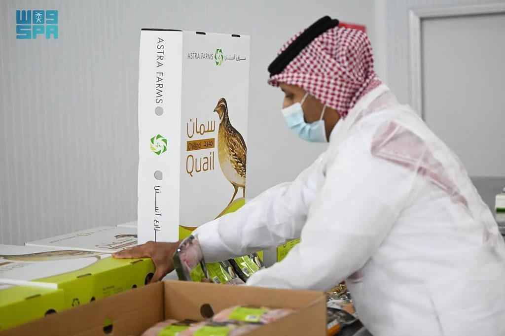 بإنتاج يتجاوز 2.5 مليون طائر شهريًا.. تبوك تواصل ريادتها في قطاع “السمان”